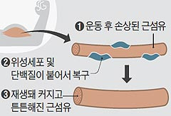 헬스로 근육 키우기에 있어서 가장 적절한 휴식시간은???