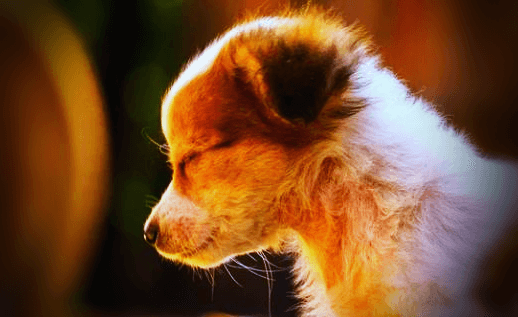 강아지 배가 팽창/부푸는 증상에 따른 원인 & 치료방법