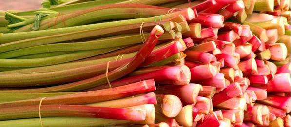여성에게 좋은 루바브(Rhubarb) 효능 및 부작용