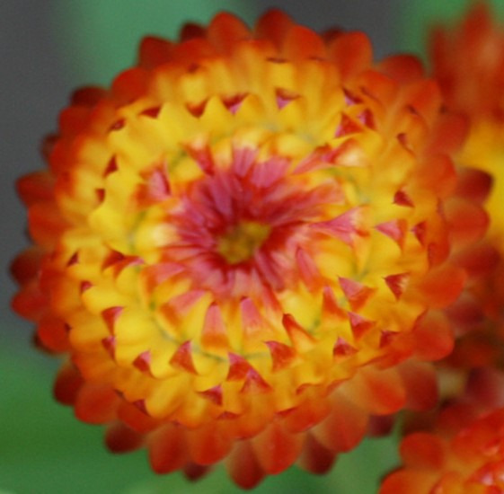 Strawflower 'Bright Bikinis Mix'