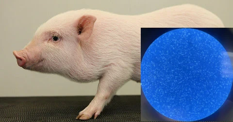 [HumanCell Biosciences] Göttingen Minipig Peripheral Blood Mononuclear ...