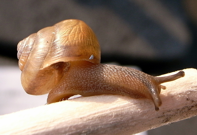 한국 육지달팽이 대표적인 종류와 특징 - iris insight