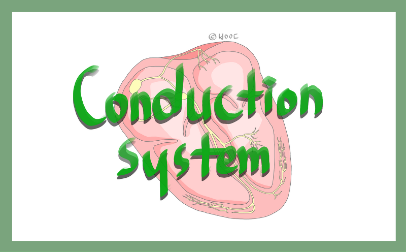 심장 자극 전도계 cardiac conduction system