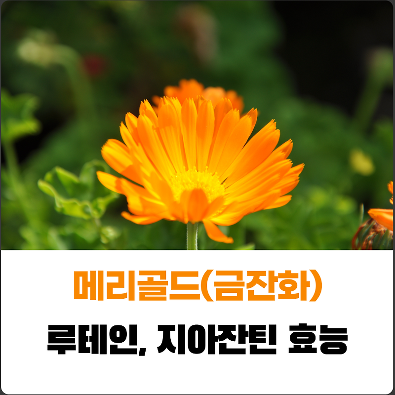 메리골드 (마리골드, 금잔화) 효능 루테인과 지아잔틴 풍부한 꽃차 가격은? 5