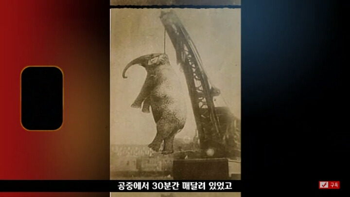 살인죄로 교수형 당한 코끼리 메리 - 꾸르