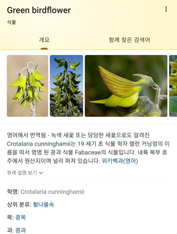 별명이 녹색 새꽃(green birdflower)인 식물 - 꾸르