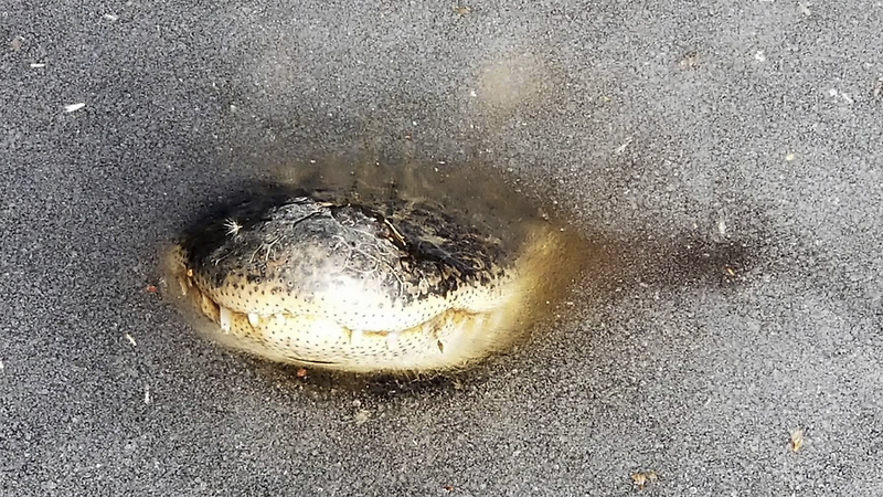 악어가 겨울잠 자는 방법 - 꾸르