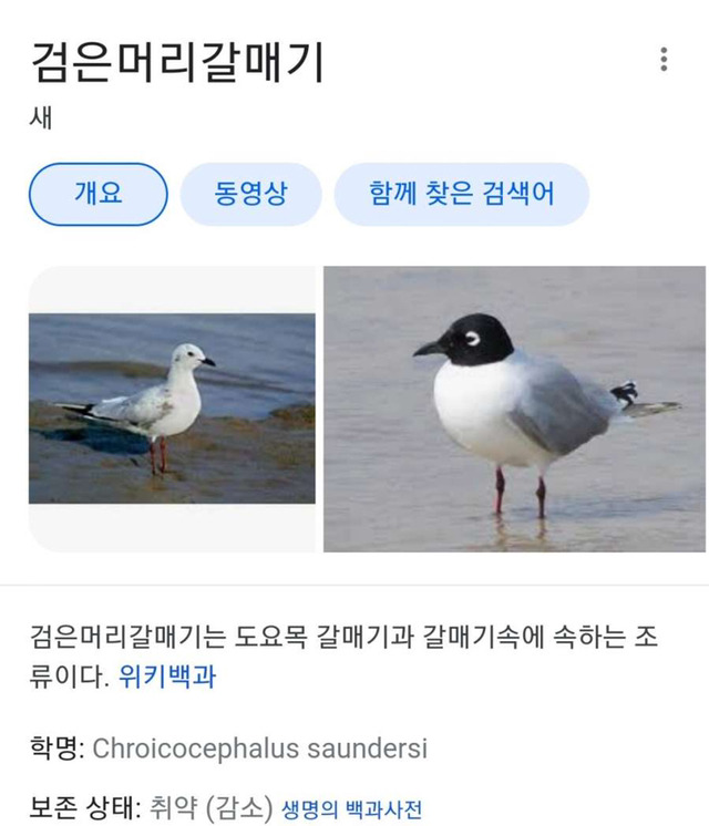 만화 캐릭터 같은 새 - 꾸르