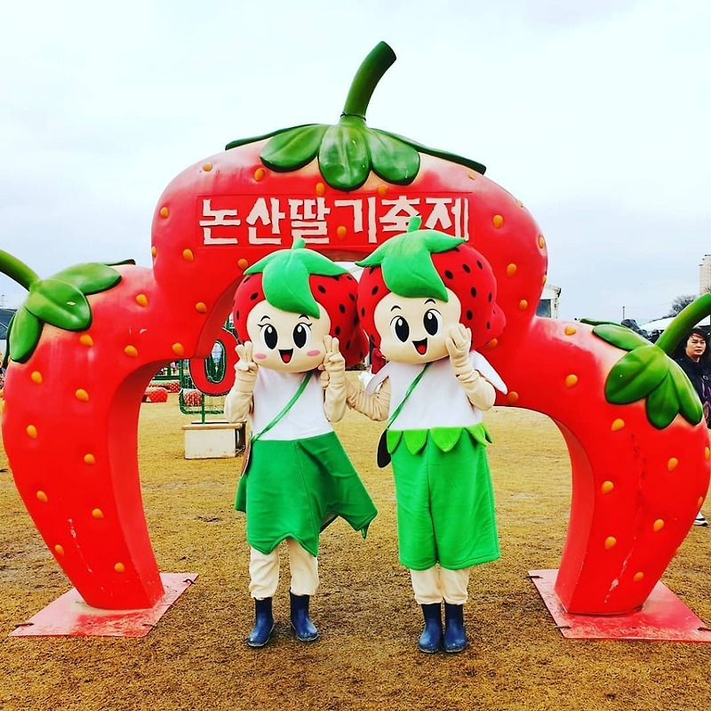 코로나 때문에 취소됐다는 논산 딸기 축제 - 꾸르