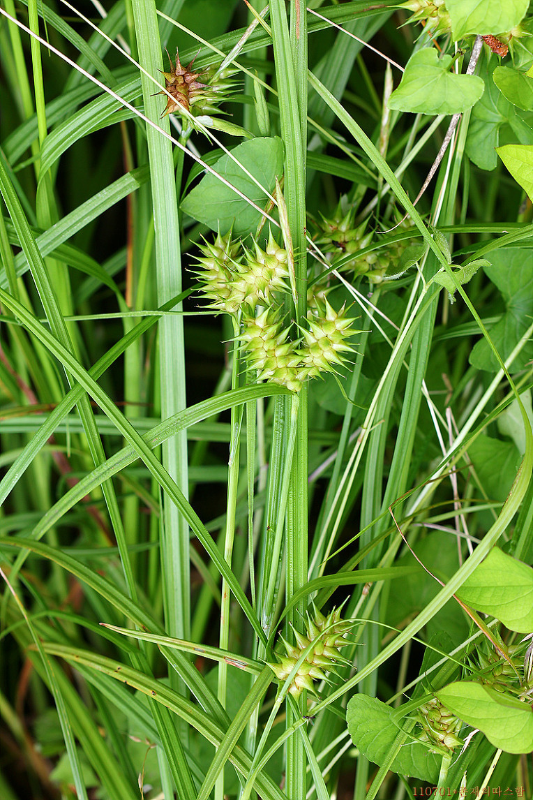 도깨비사초 Carex dickinsii