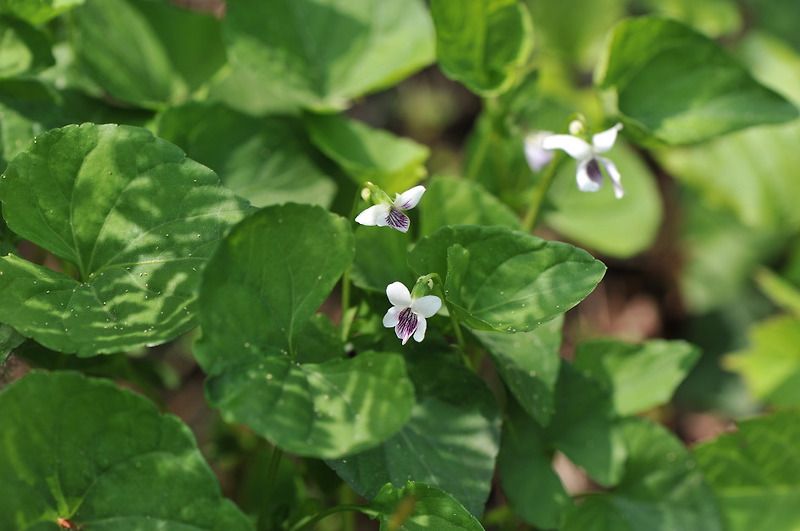 콩제비꽃 Viola verecunda