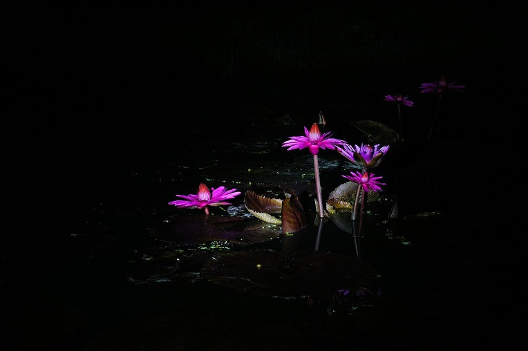 열대수련(Tropical Water Lilies - Night Blooming) - 밤에 피는 수련