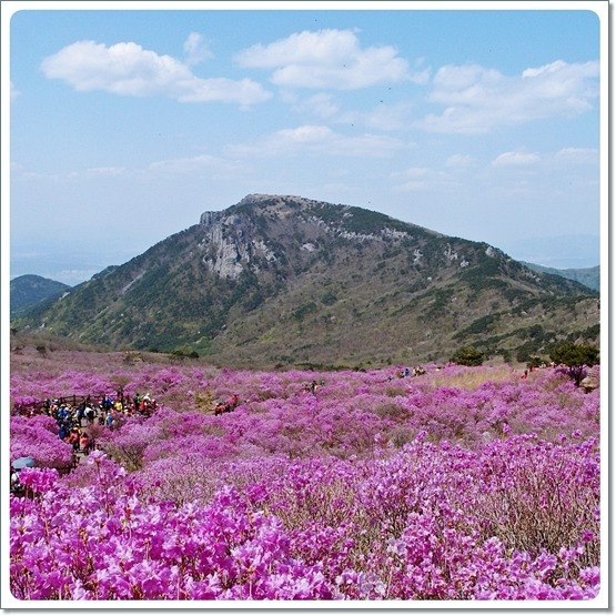 대구 진달래 명산 - 비슬산 등산코스 (비슬산 참꽃 산행)