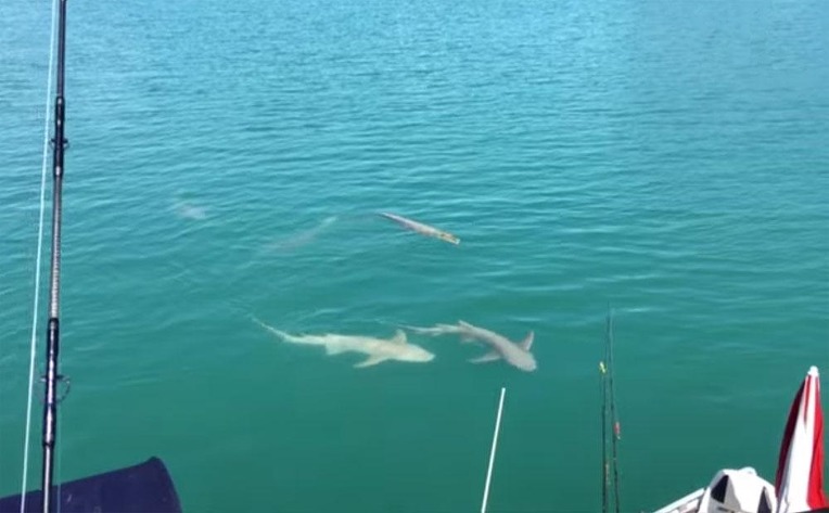 호주 서부 킴벌리 강의 레몬상어와 바다악어 Lemon Sharks And Sea Crocodiles In The Porosus Creek Hunter River