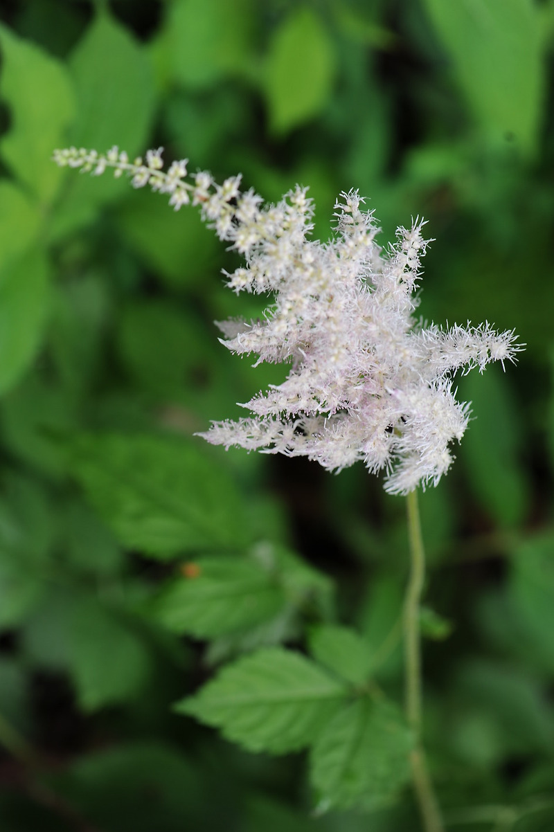 숙은노루오줌 Astilbe koreana