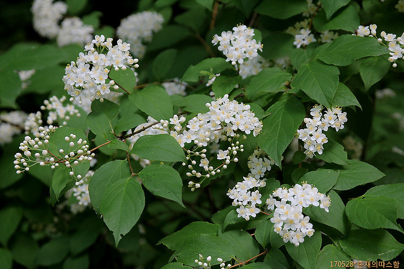 말발도리 Deutzia parviflora