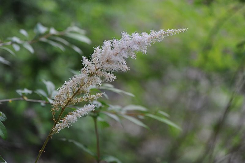 숙은노루오줌 Astilbe koreana