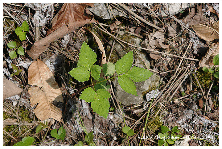 how-many-oak-leaf-clusters-can-you-wear-on-an-aam