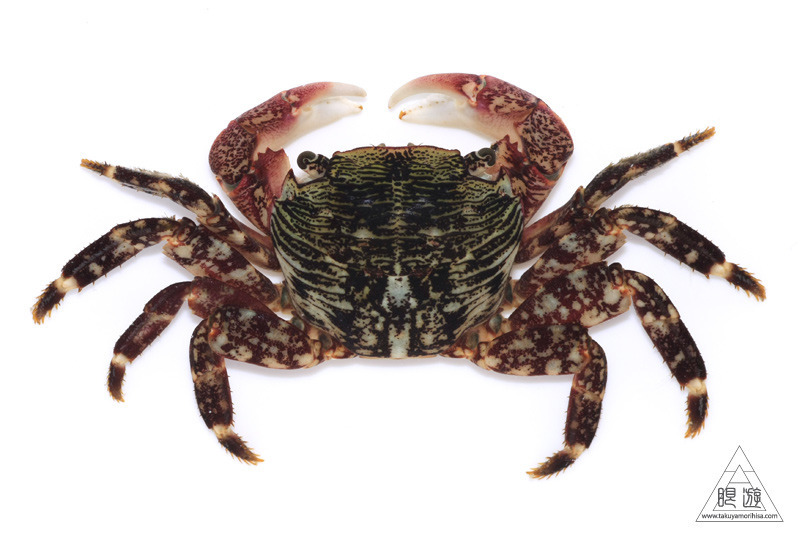 kmozzart-striped-shore-crab