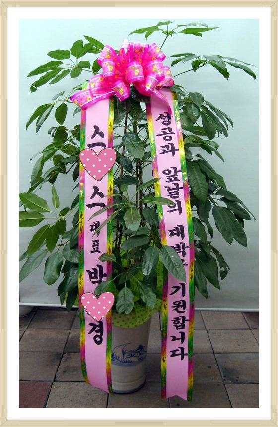 개업축하화분배달사진.강남구 역삼동 개업사무실에 배송한 화분사진입니다