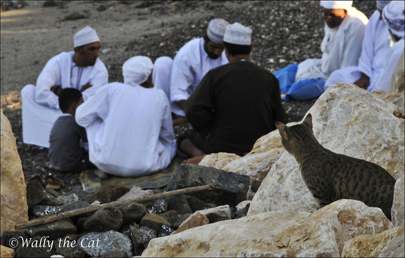 Omani Cats
