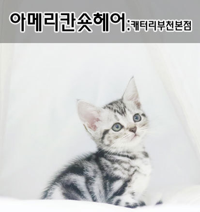 부천 애견,애묘샵 분양전문 [추천 블로그]