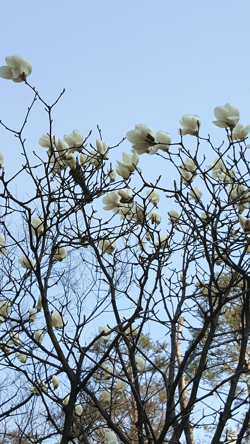 봄꽃산책] 목련꽃 그늘 아래서 베르테르의 편질 읽노라 사월의 노래, 이루지 못한 사랑 백목련 (2020.03.23)