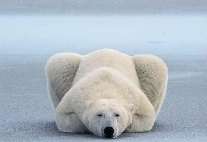 곰인사,, 꾸벅(--__)
