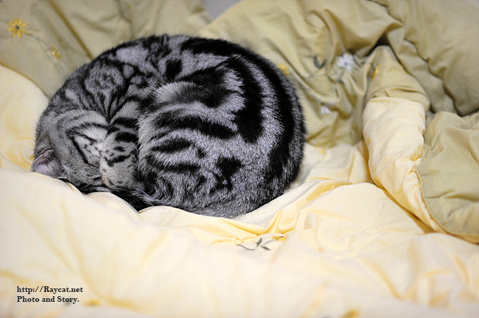 잠 자는 모습으로 본 고양이의 심리상태.