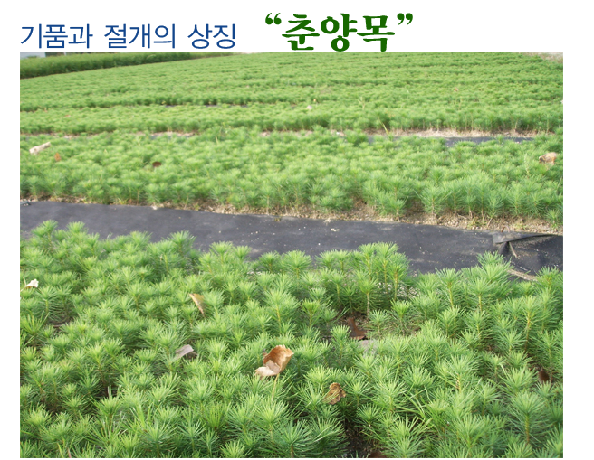 [춘양목] 봉화 춘양목 !! 봉화장터에서 온라인 주문이 가능