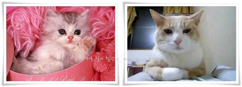 여자친구와 고양이의 닮은 점 3가지 서른 살의 철학자, 여자