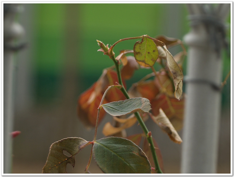 イスコ・ゲッティンゲン テレ・ウェスタナー 180mm F4 M42 M42 MOUNT