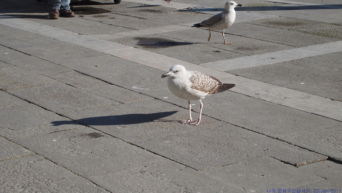 [이탈리아여행] 베네치아 산마르코광장(Piazza San Marco)