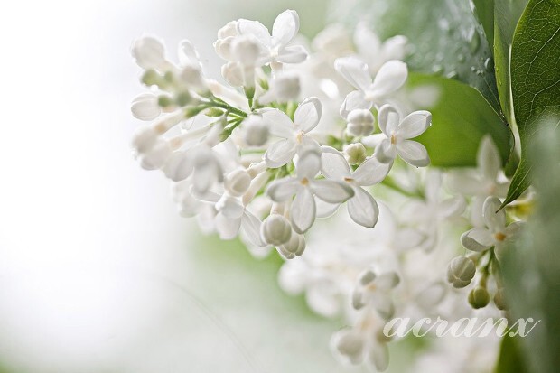 아크랑스(ACRANX) :: 오늘의 탄생화 6월26일 흰 라일락(White Lilac ...