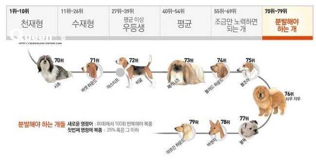 강아지 지능순위.강아지 아이큐