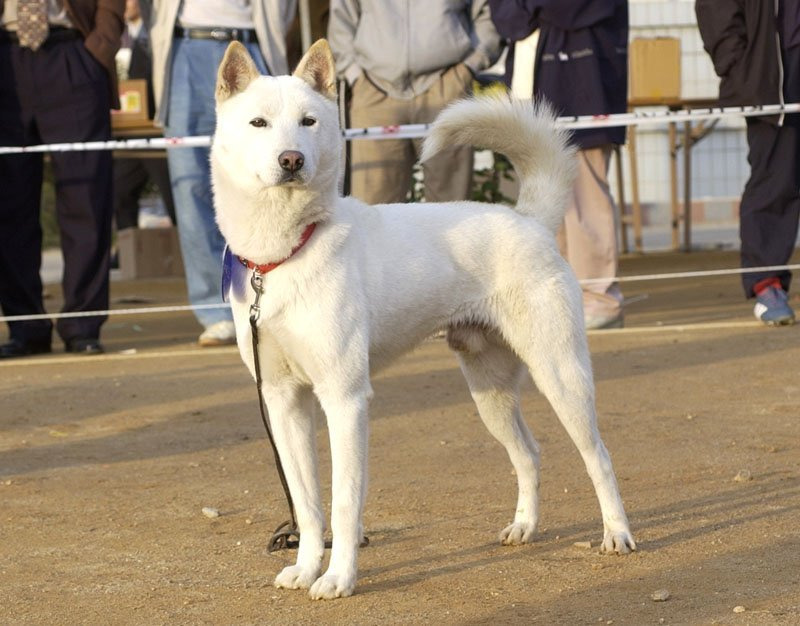 사냥개의 종류