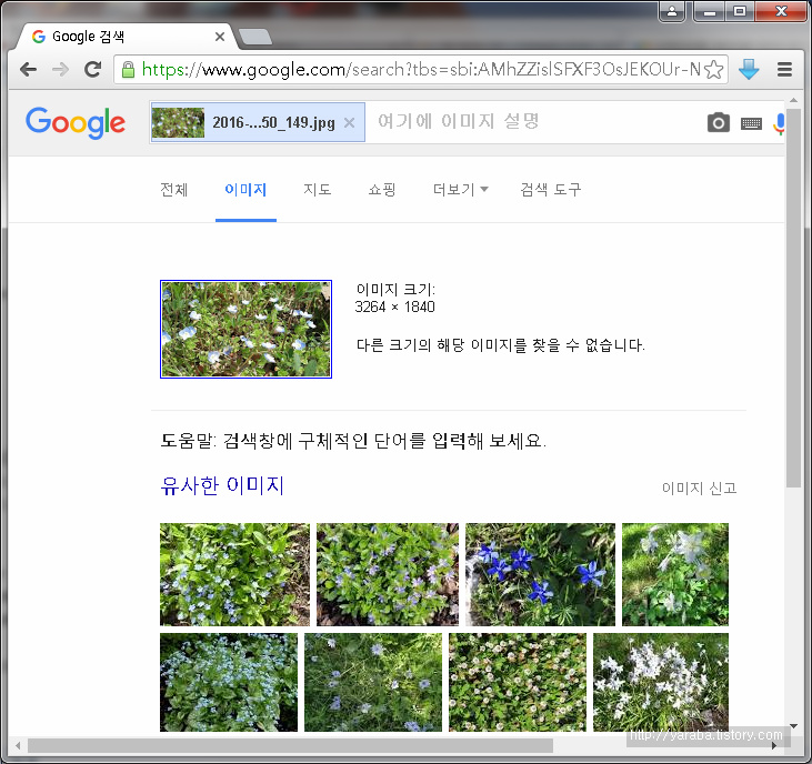 인터넷으로 꽃 이름 찾기 - 구글 이미지 검색 - 야라바