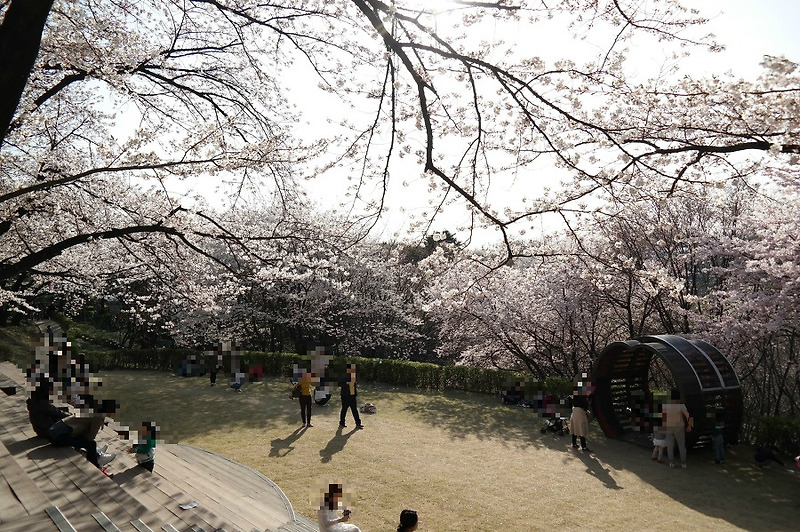 안산 벚꽃