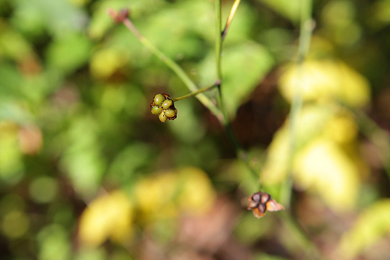 죽단화(겹황매화) Kerria Japonica 열매 :: 시사랑꽃사랑