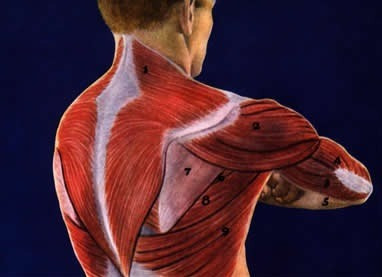 Part I. Shoulder Muscle