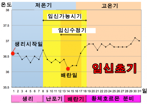 임신초기 기초체온, 온도, 임신후 체온 변화