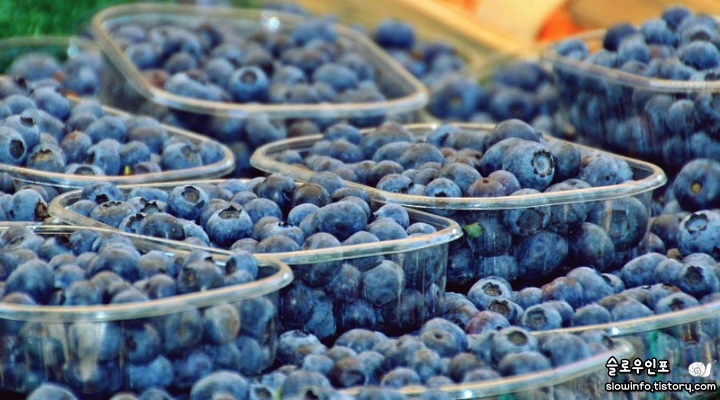 냉동블루베리 효능과 블루베리 잼·스무디 만들어서 먹는법 - 슬로우인포