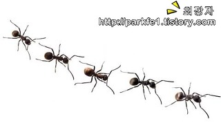 개미 퇴치법 집개미 없애기 방법 정리