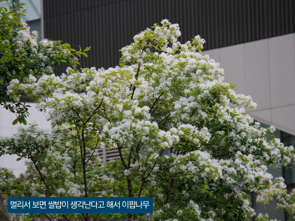 이팝나무 조팝나무 비교, 이팝나무 축제 소개