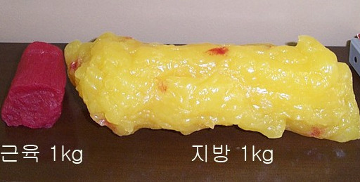 근육과 지방 1kg 진짜 부피 차이는 얼마나 될까?(지방 1kg 근육 1kg 비교 사진)