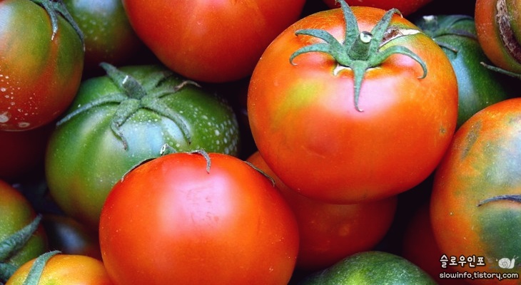 일반 토마토와 방울토마토 상온·냉장 보관방법 - 슬로우인포