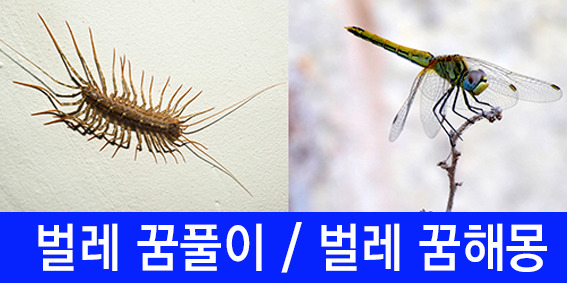 곤충, 벌레 꿈해몽풀이 (지네, 구더기, 바퀴벌레, 에벌레 등)