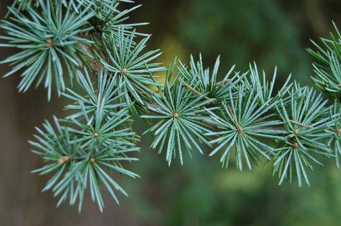 아로마 에센셜오일::시더우드(Cedarwood) 오일 효능, 효과, 부작용