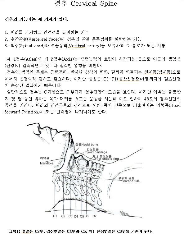 경추 1번부터 7번까지 증상, 거북목, 일자목, 목디스크 - 탐구중..