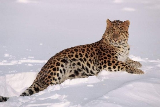 러시아, 한국 표범(아무르 표범) 복원 계획 착수 Amur leopards(VIDEO)